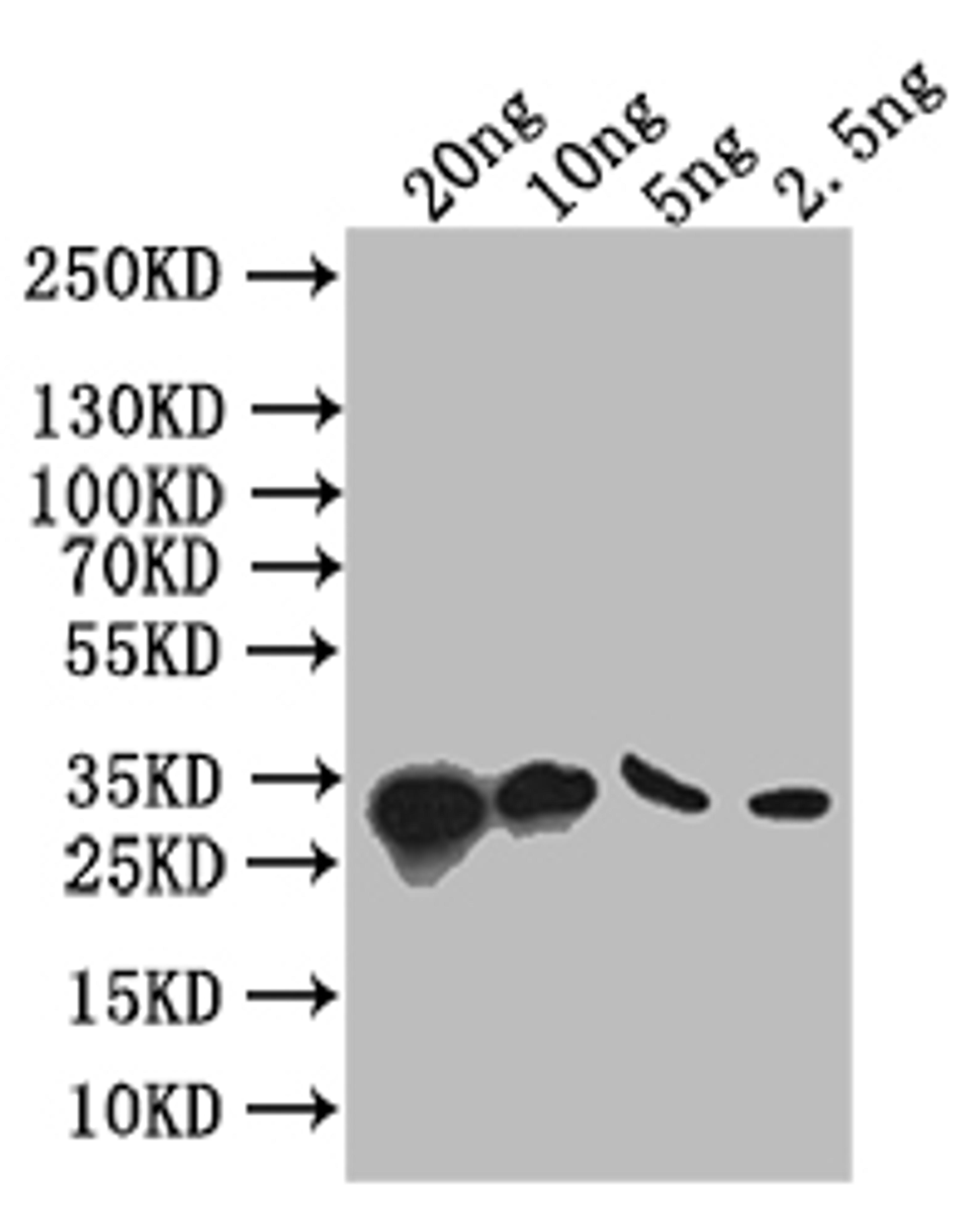 Western Blot. Positive WB detected in: recombinant protein. All lanes: S Antibody at 1:1000. Secondary. Goat polyclonal to rabbit IgG at 1/50000 dilution. Predicted band size: 34 kDa. Observed band size: 34 kDa. 