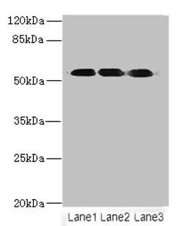 Western blot. All lanes: FZR1 antibody at 6ug/ml. Lane 1: Hela whole cell lysate. Lane 2: Jurkat whole cell lysate. Lane 3: 293T whole cell lysate. Secondary. Goat polyclonal to rabbit IgG at 1/10000 dilution. Predicted band size: 56, 55, 45 kDa. Observed band size: 56 kDa. 