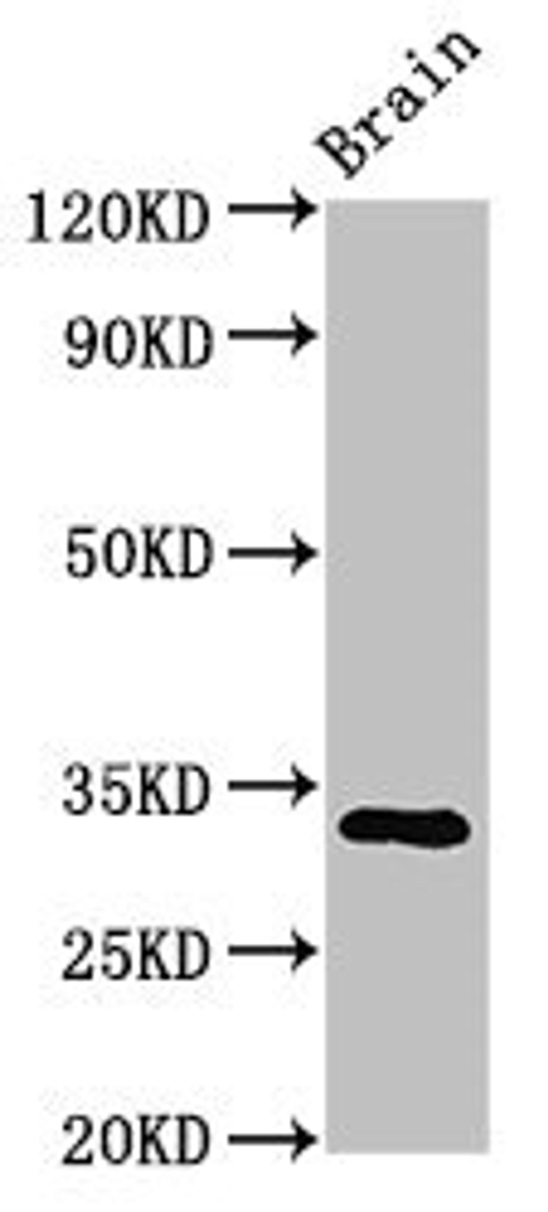 Western Blot. Positive WB detected in: Mouse brain tissue. All lanes: ORAI1 antibody at 3.2ug/ml. Secondary. Goat polyclonal to rabbit IgG at 1/50000 dilution. Predicted band size: 33, 26 kDa. Observed band size: 33 kDa. 