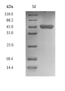 (Tris-Glycine gel) Discontinuous SDS-PAGE (reduced) with 5% enrichment gel and 15% separation gel.