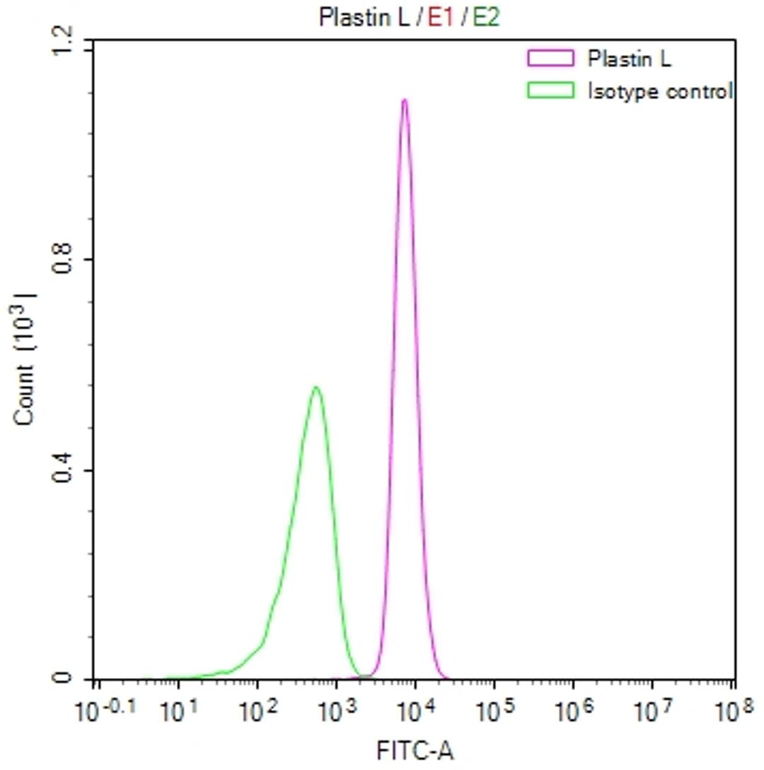 Overlay Peak curve showing RAJI cells stained with CSB-RA188599A0HU (red line) at 1:50. The cells were fixed in 4% formaldehyde and permeated by 0.2% TritonX-100. Then 10% normal goat serum to block non-specific protein-protein interactions followed by the antibody (1µg/1*10<sup>6</sup>cells) for 45min at 4℃. The secondary antibody used was FITC-conjugated Goat Anti-rabbit IgG(H+L) at 1:200 dilution for 35min at 4℃.Control antibody (green line) was rabbit IgG (1µg/1*10<sup>6</sup>cells) used under the same conditions. Acquisition of >10,000 events was performed.