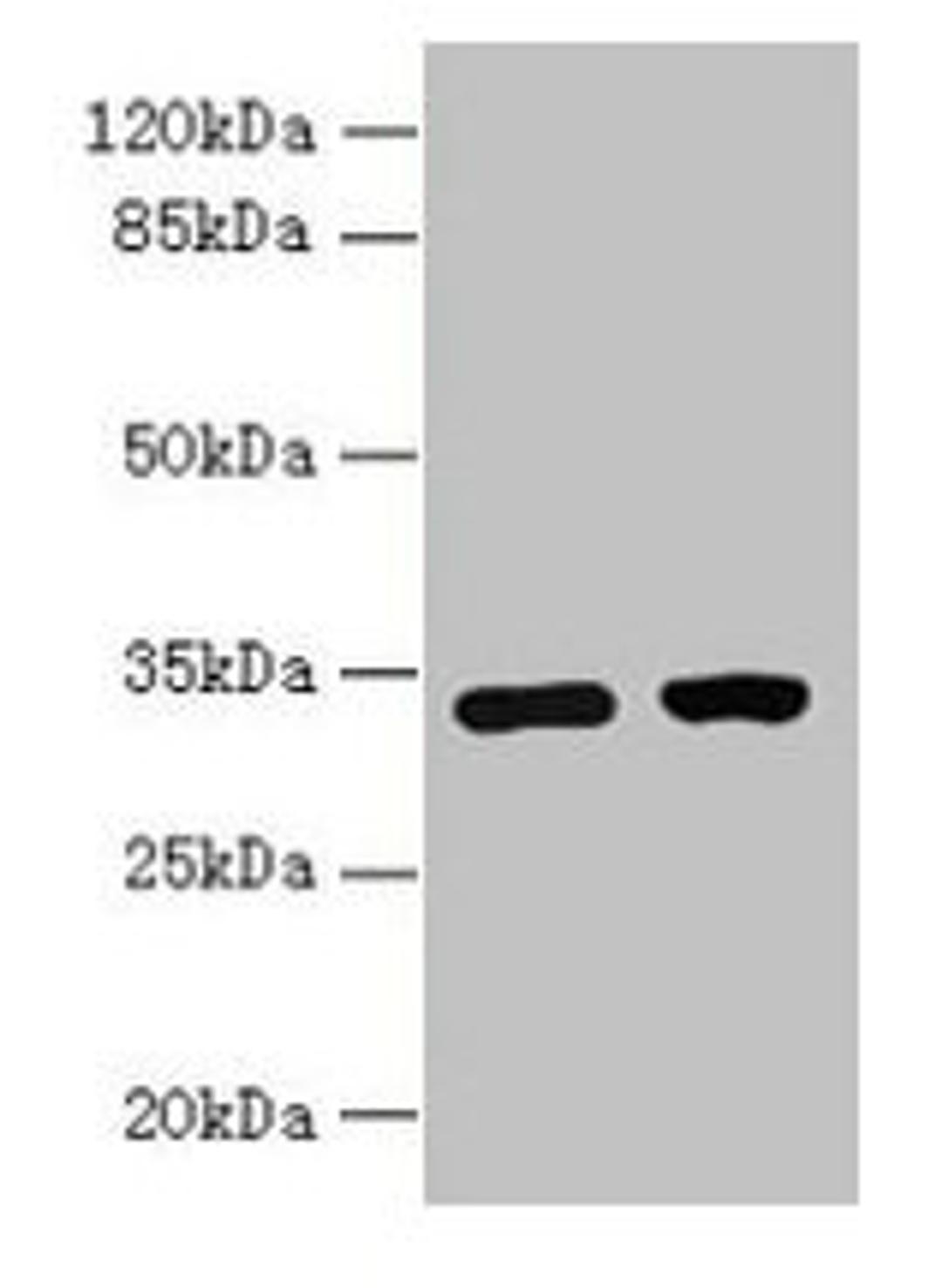 Western blot. All lanes: C3orf49 antibody at 5µg/ml. Lane 1: U251 whole cell lysate. Lane 2: MCF-7 whole cell lysate. Secondary. Goat polyclonal to rabbit IgG at 1/10000 dilution. Predicted band size: 34 kDa. Observed band size: 34 kDa