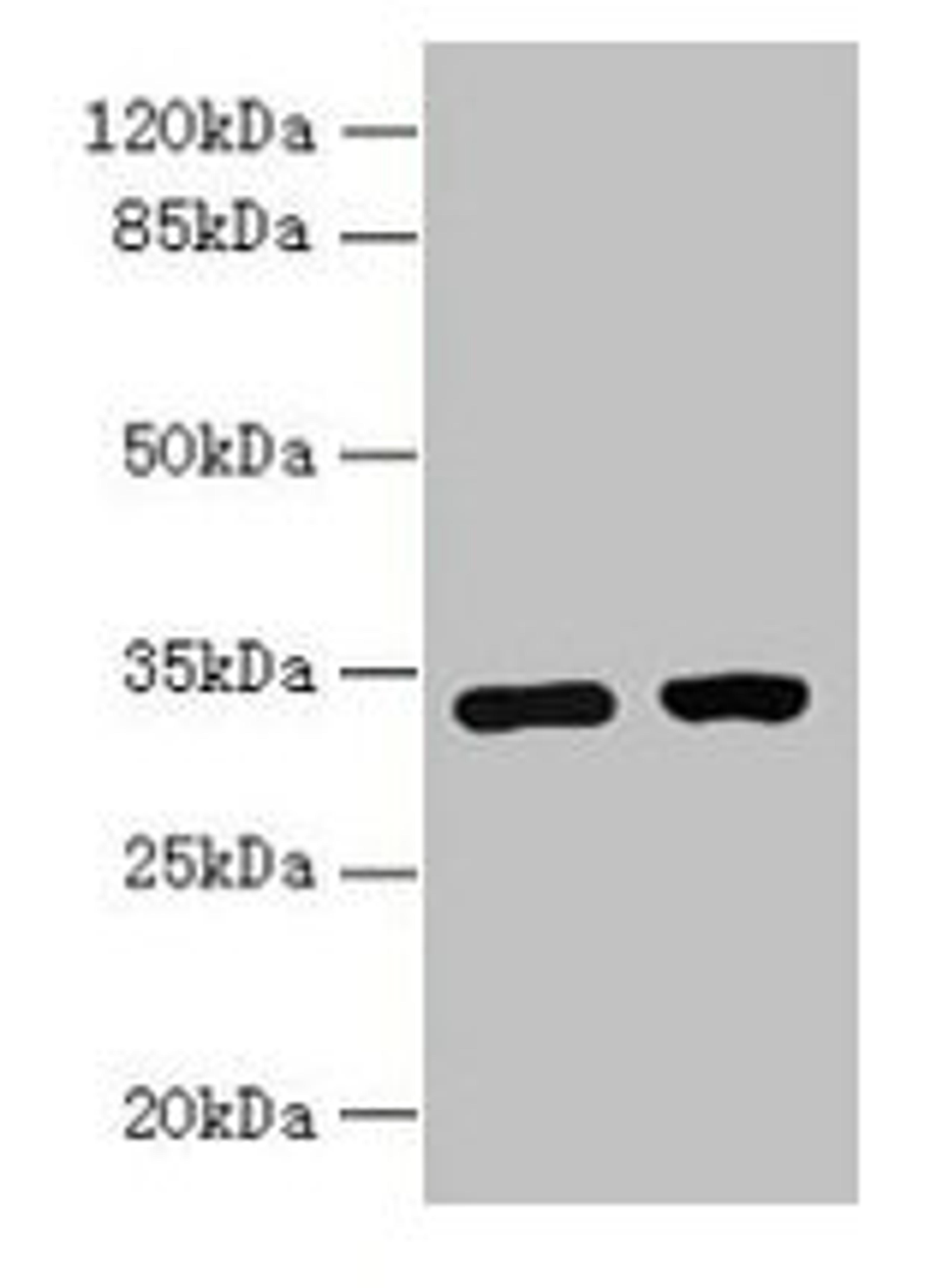 Western blot. All lanes: C3orf49 antibody at 5µg/ml. Lane 1: U251 whole cell lysate. Lane 2: MCF-7 whole cell lysate. Secondary. Goat polyclonal to rabbit IgG at 1/10000 dilution. Predicted band size: 34 kDa. Observed band size: 34 kDa
