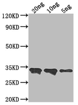 Western Blot. Positive WB detected in Recombinant protein. All lanes: CUP1-1 antibody at 1:2000. Secondary. Goat polyclonal to rabbit IgG at 1/50000 dilution. Predicted band size: 32 kDa. Observed band size: 34 kDa. 