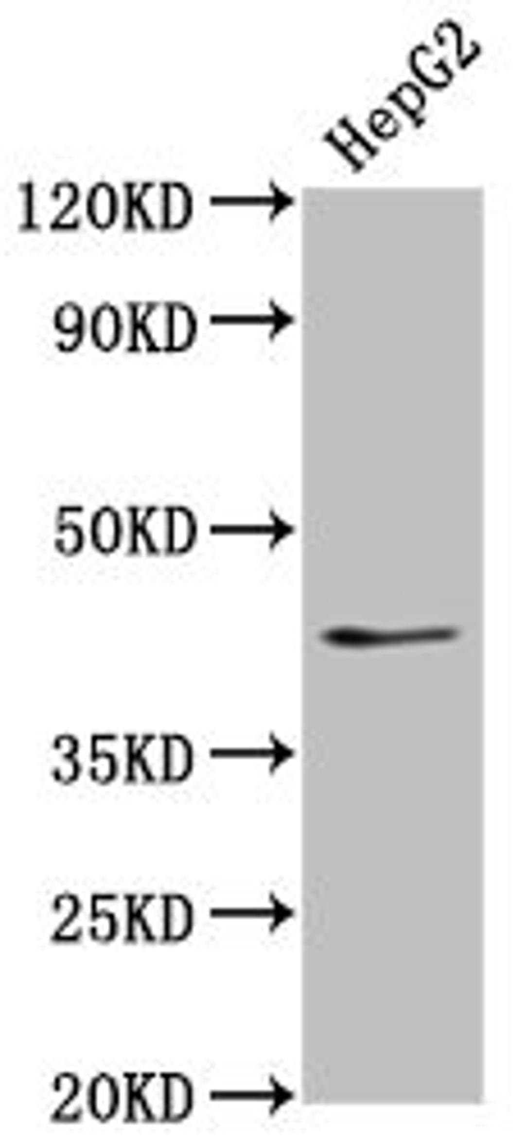 Western Blot. Positive WB detected in: HepG2 whole cell lysate. All lanes: OCT4 antibody at 1:500. Secondary. Goat polyclonal to Mouse IgG at 1/10000 dilution. Predicted band size: 39, 31 kDa. Observed band size: 45 kDa.