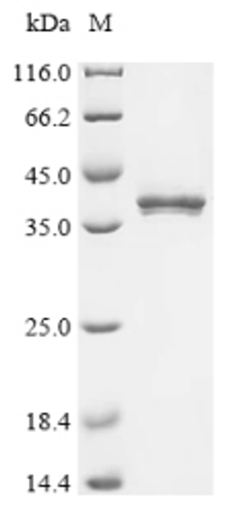 (Tris-Glycine gel) Discontinuous SDS-PAGE (reduced) with 5% enrichment gel and 15% separation gel.