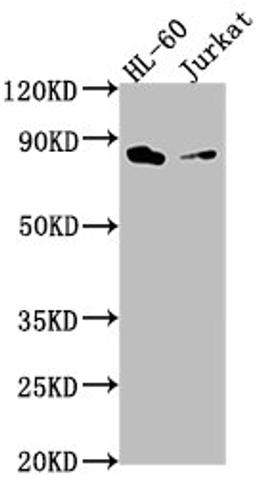 Western Blot. Positive WB detected in: HL-60 whole cell lysate, Jurkat whole cell lysate. All lanes: ELMO1 antibody at 1:2000. Secondary. Goat polyclonal to rabbit IgG at 1/50000 dilution. Predicted band size: 84, 29, 50 kDa. Observed band size: 84 kDa. 