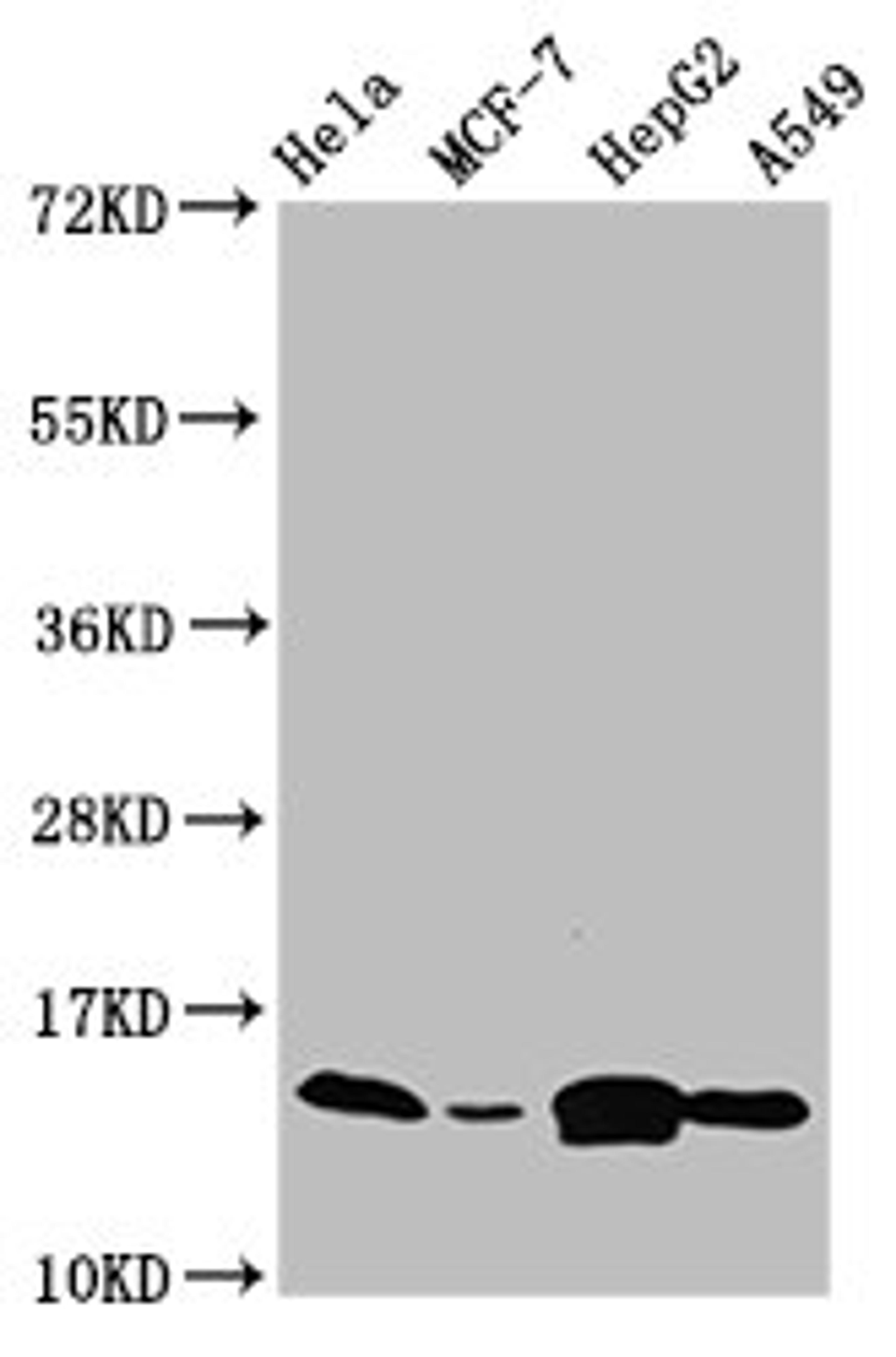 Western Blot. Positive WB detected in: Hela whole cell lysate, MCF-7 whole cell lysate, HepG2 whole cell lysate, A549 whole cell lysate. All lanes: IFITM2 antibody at 4.7µg/ml. Secondary. Goat polyclonal to rabbit IgG at 1/50000 dilution. Predicted band size: 15 kDa. Observed band size: 15 kDa