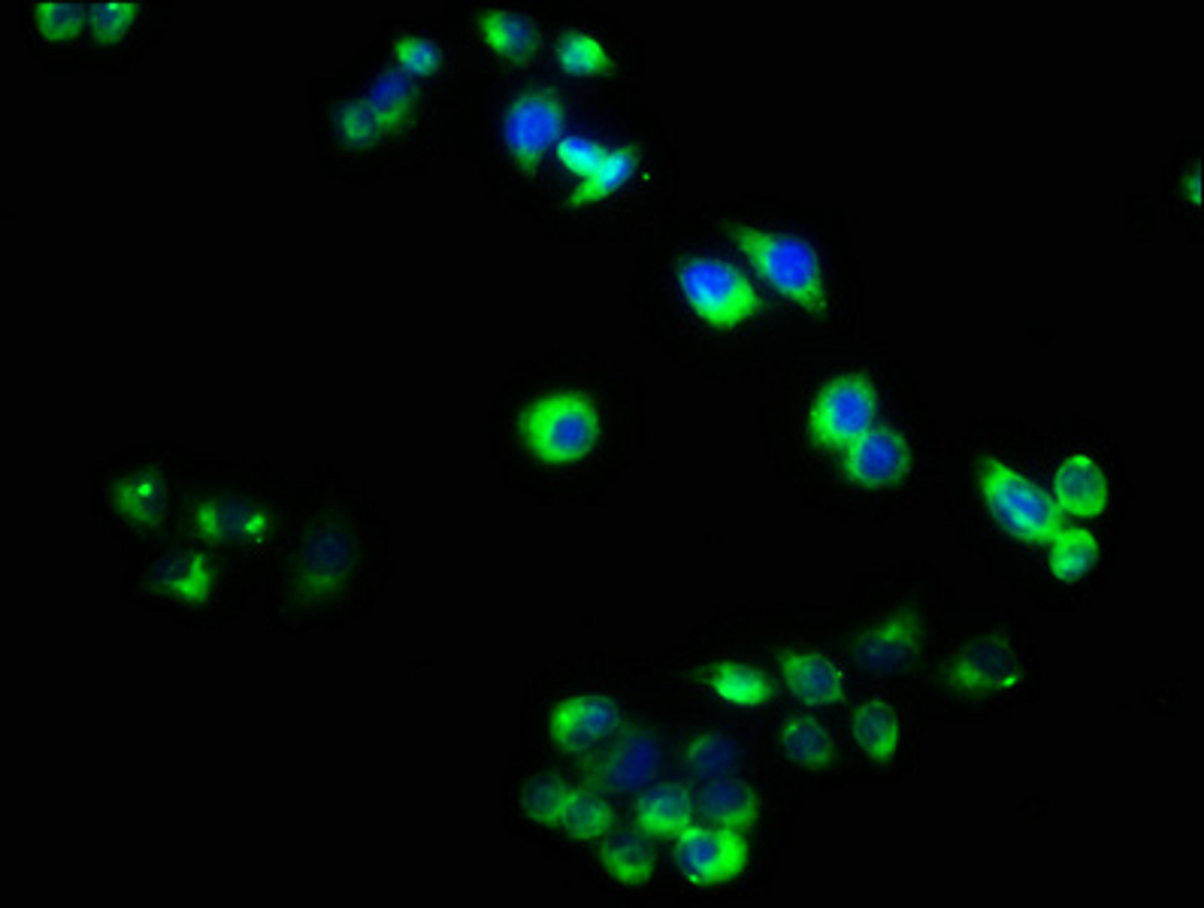 Immunofluorescence staining of PC-3 cells with CSB-PA08179A0Rb at 1:40, counter-stained with DAPI. The cells were fixed in 4% formaldehyde, permeabilized using 0.2% Triton X-100 and blocked in 10% normal Goat Serum. The cells were then incubated with the antibody overnight at 4&deg;C. The secondary antibody was Alexa Fluor 488-congugated AffiniPure Goat Anti-Rabbit IgG(H+L).
