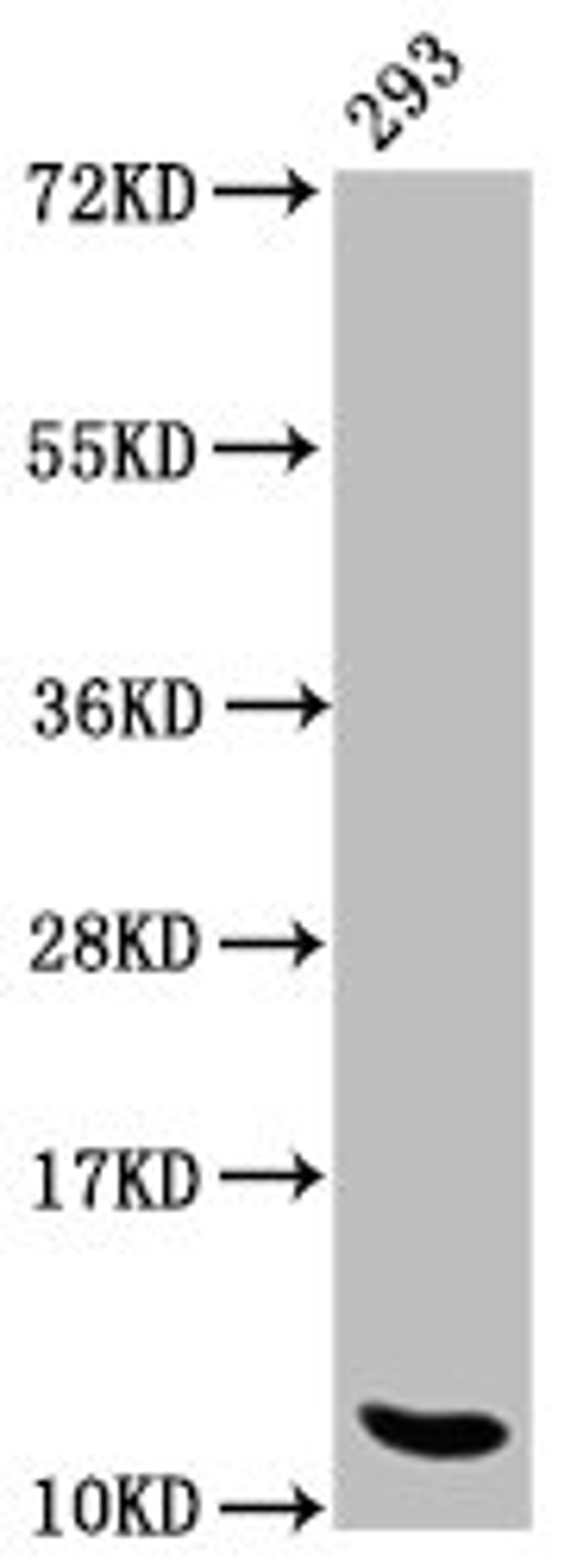 Western Blot. Positive WB detected in: 293 whole cell lysate. All lanes: HIST1H4A antibody at 1.1µg/ml. Secondary. Goat polyclonal to rabbit IgG at 1/50000 dilution. Predicted band size: 12 kDa. Observed band size: 12 kDa