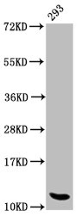 Western Blot. Positive WB detected in: 293 whole cell lysate. All lanes: HIST1H4A antibody at 1.1µg/ml. Secondary. Goat polyclonal to rabbit IgG at 1/50000 dilution. Predicted band size: 12 kDa. Observed band size: 12 kDa