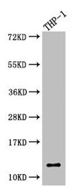 Western Blot. Positive WB detected in: THP-1 whole cell lysate. All lanes: CSTA antibody at 5.3µg/ml. Secondary. Goat polyclonal to rabbit IgG at 1/50000 dilution. Predicted band size: 12 kDa. Observed band size: 12 kDa