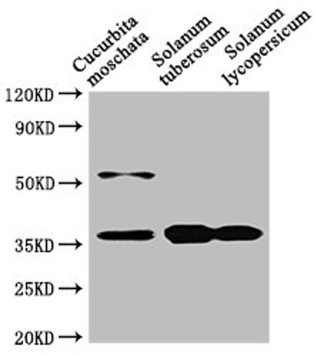 Western Blot. Positive WB detected in: Cucurbita moschata leaf tissue, Solanum tuberosum leaf tissue, Solanum lycopersicum leaf tissue. All lanes: CHN48 antibody at 1:1000. Secondary. Goat polyclonal to rabbit IgG at 1/50000 dilution. Predicted band size: 36 kDa. Observed band size: 36 kDa. 