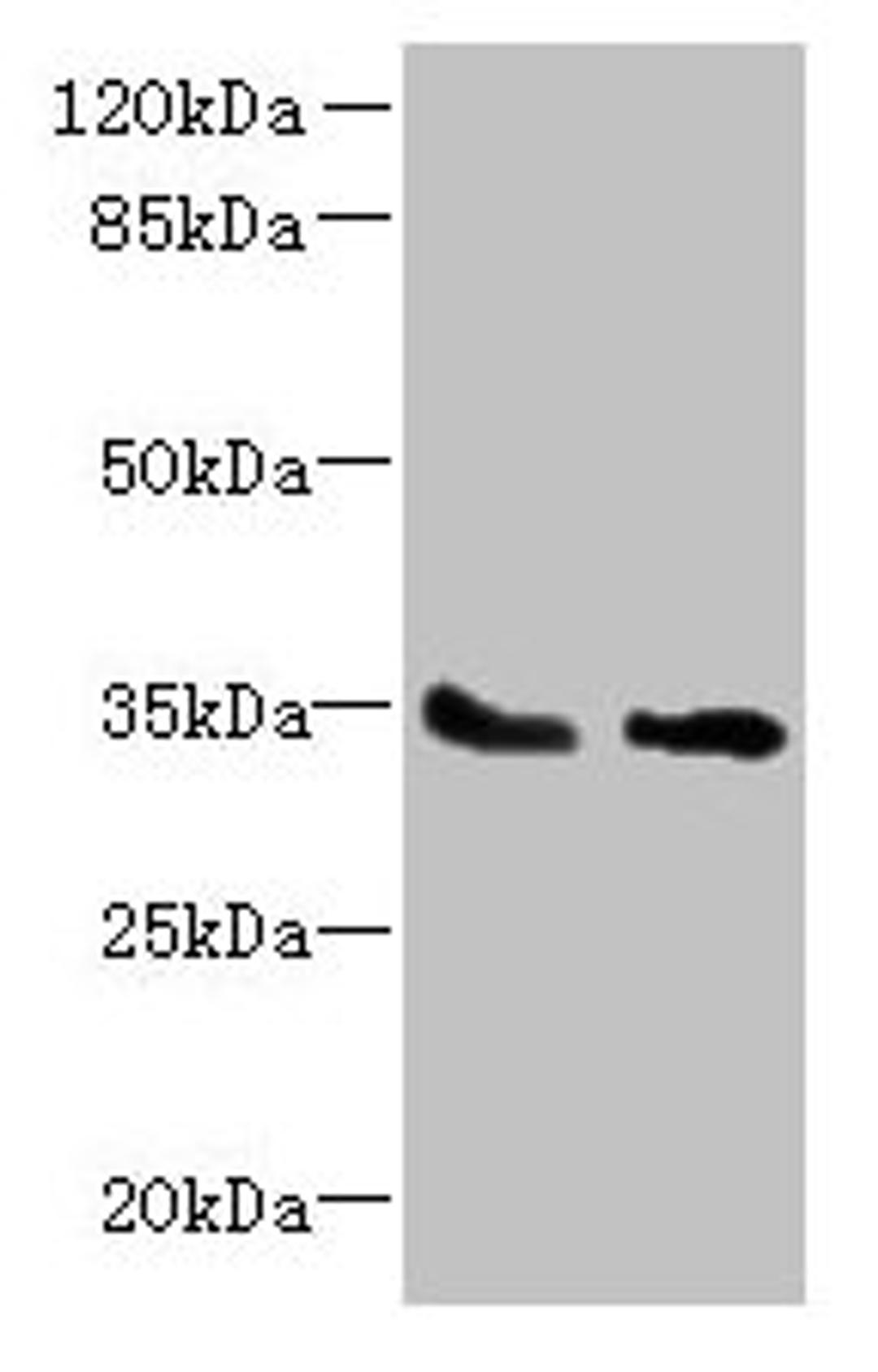 Western blot. All lanes: SLC25A36 antibody at 4µg/ml. Lane 1: A431 whole cell lysate. Lane 2: A549 whole cell lysate. Secondary. Goat polyclonal to rabbit IgG at 1/10000 dilution. Predicted band size: 35, 15, 18 kDa. Observed band size: 35 kDa