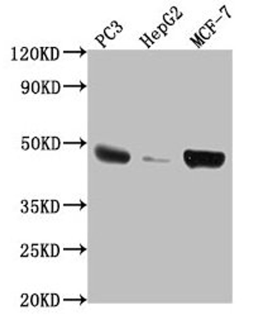 Western Blot. Positive WB detected in: PC3 whole cell lysate, HepG2 whole cell lysate, MCF-7 whole cell lysate. All lanes: TNFRSF25 antibody at 1:2000. Secondary. Goat polyclonal to rabbit IgG at 1/50000 dilution. Predicted band size: 46, 24, 28, 20, 15, 14, 26, 41, 42, 30 kDa. Observed band size: 46 kDa. 