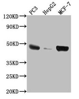 Western Blot. Positive WB detected in: PC3 whole cell lysate, HepG2 whole cell lysate, MCF-7 whole cell lysate. All lanes: TNFRSF25 antibody at 1:2000. Secondary. Goat polyclonal to rabbit IgG at 1/50000 dilution. Predicted band size: 46, 24, 28, 20, 15, 14, 26, 41, 42, 30 kDa. Observed band size: 46 kDa. 