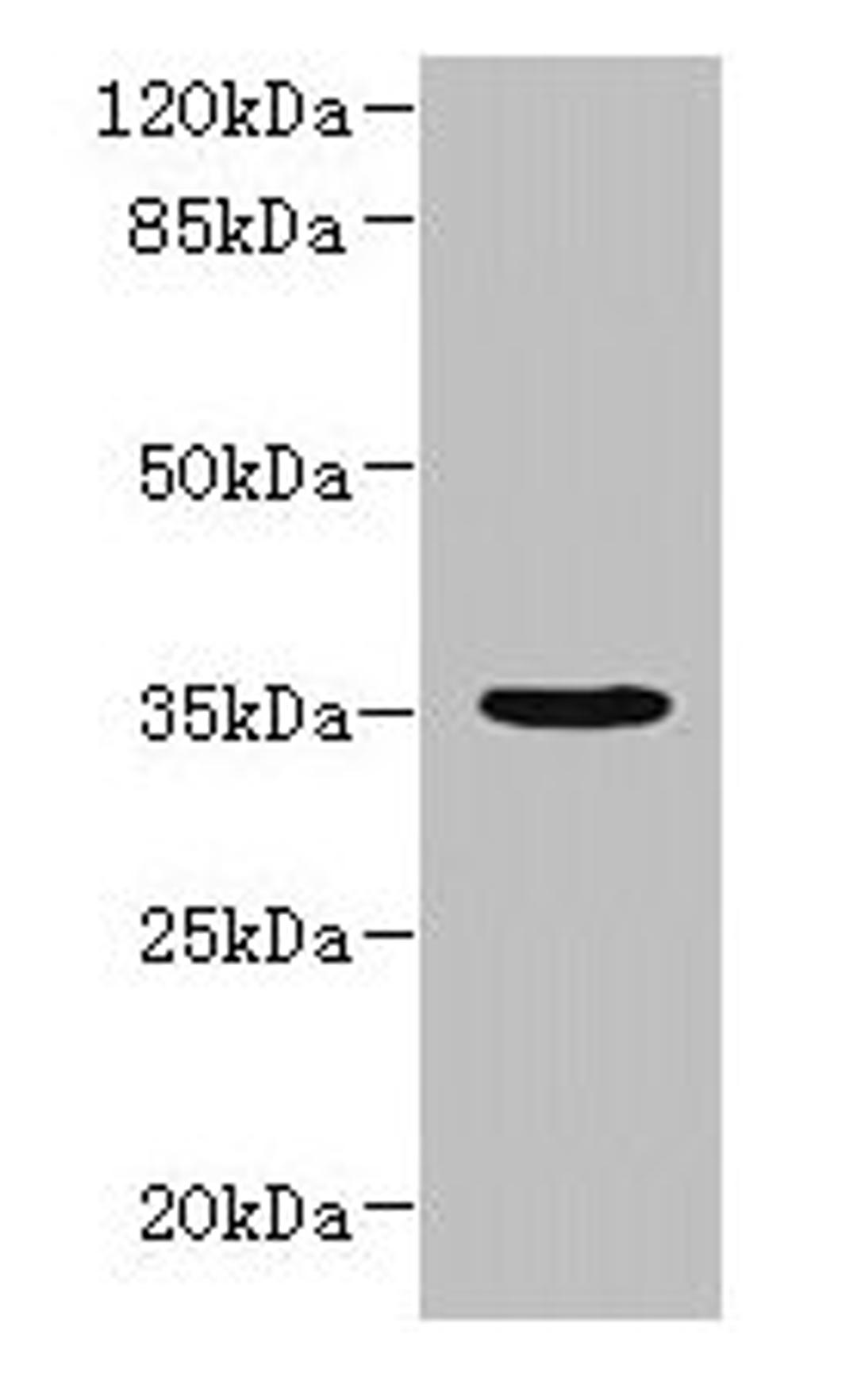 Western blot. All lanes: NUBPL antibody at 1µg/ml + A431 whole cell lysate. Secondary. Goat polyclonal to rabbit IgG at 1/10000 dilution. Predicted band size: 35, 19 kDa. Observed band size: 35 kDa