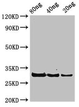 Western Blot. Positive WB detected in Recombinant protein. All lanes: rplL antibody at 3.25µg/ml. Secondary. Goat polyclonal to rabbit IgG at 1/50000 dilution. Predicted band size: 30 kDa. Observed band size: 30 kDa