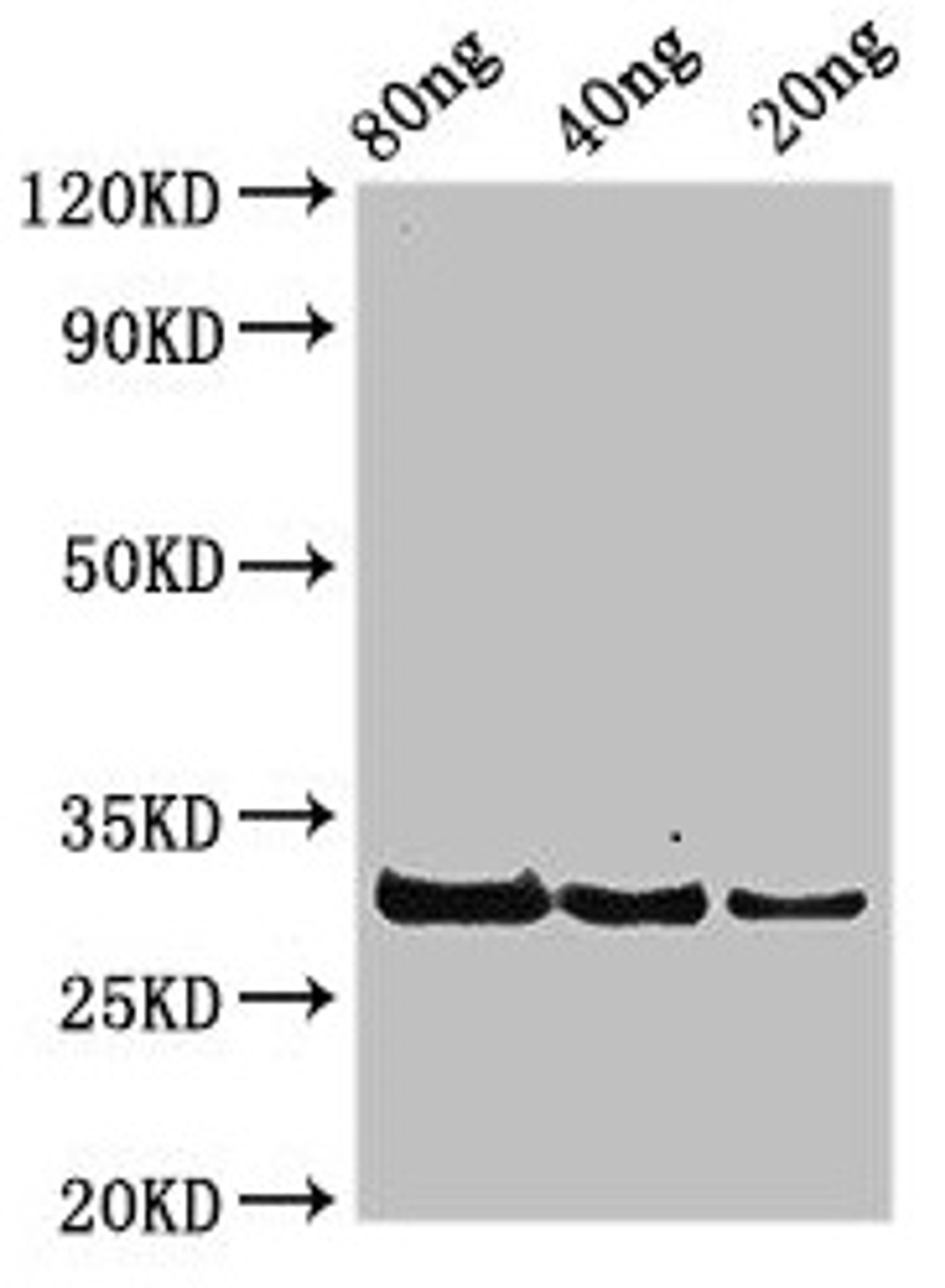 Western Blot. Positive WB detected in Recombinant protein. All lanes: rplL antibody at 3.25µg/ml. Secondary. Goat polyclonal to rabbit IgG at 1/50000 dilution. Predicted band size: 30 kDa. Observed band size: 30 kDa