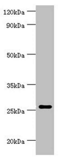 Western blot. All lanes: Tumor necrosis factor ligand superfamily member 13 antibody at 10ug/ml + Hela whole cell lysate. Secondary. Goat polyclonal to rabbit IgG at 1/10000 dilution. Predicted band size: 28, 26, 25, 37, 23 kDa. Observed band size: 28 kDa. 