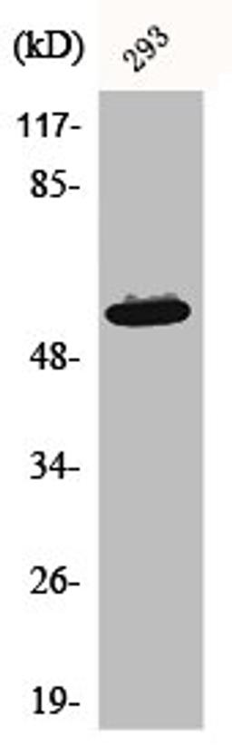 Western Blot analysis of 293 cells using Akt1 Polyclonal Antibody