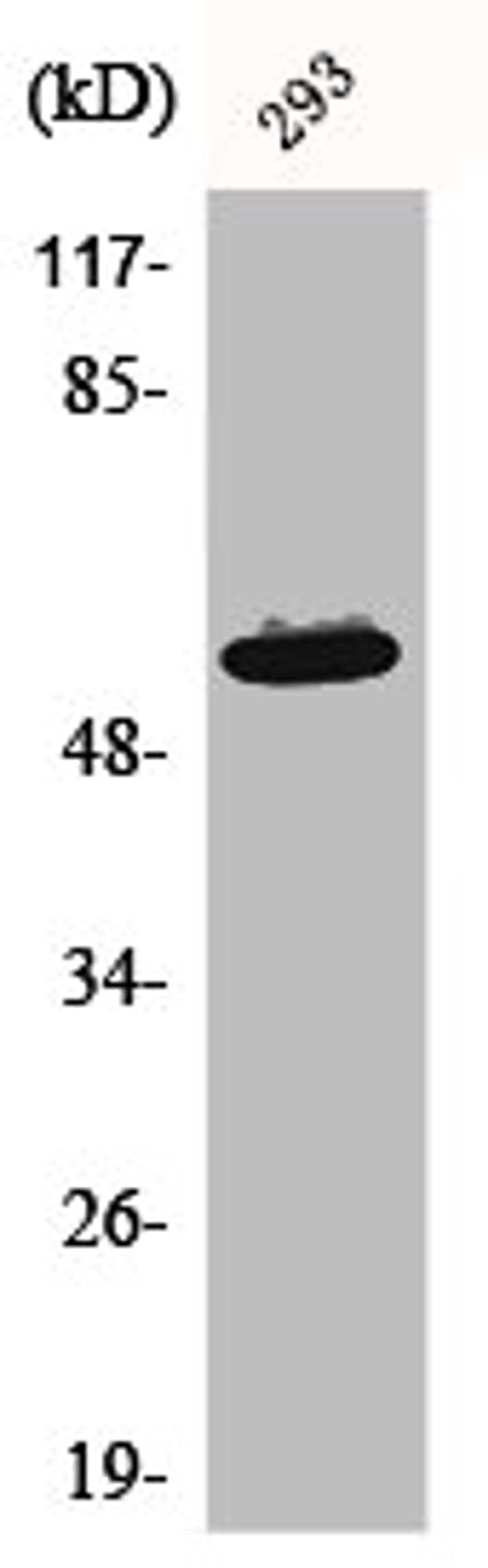 Western Blot analysis of 293 cells using Akt1 Polyclonal Antibody