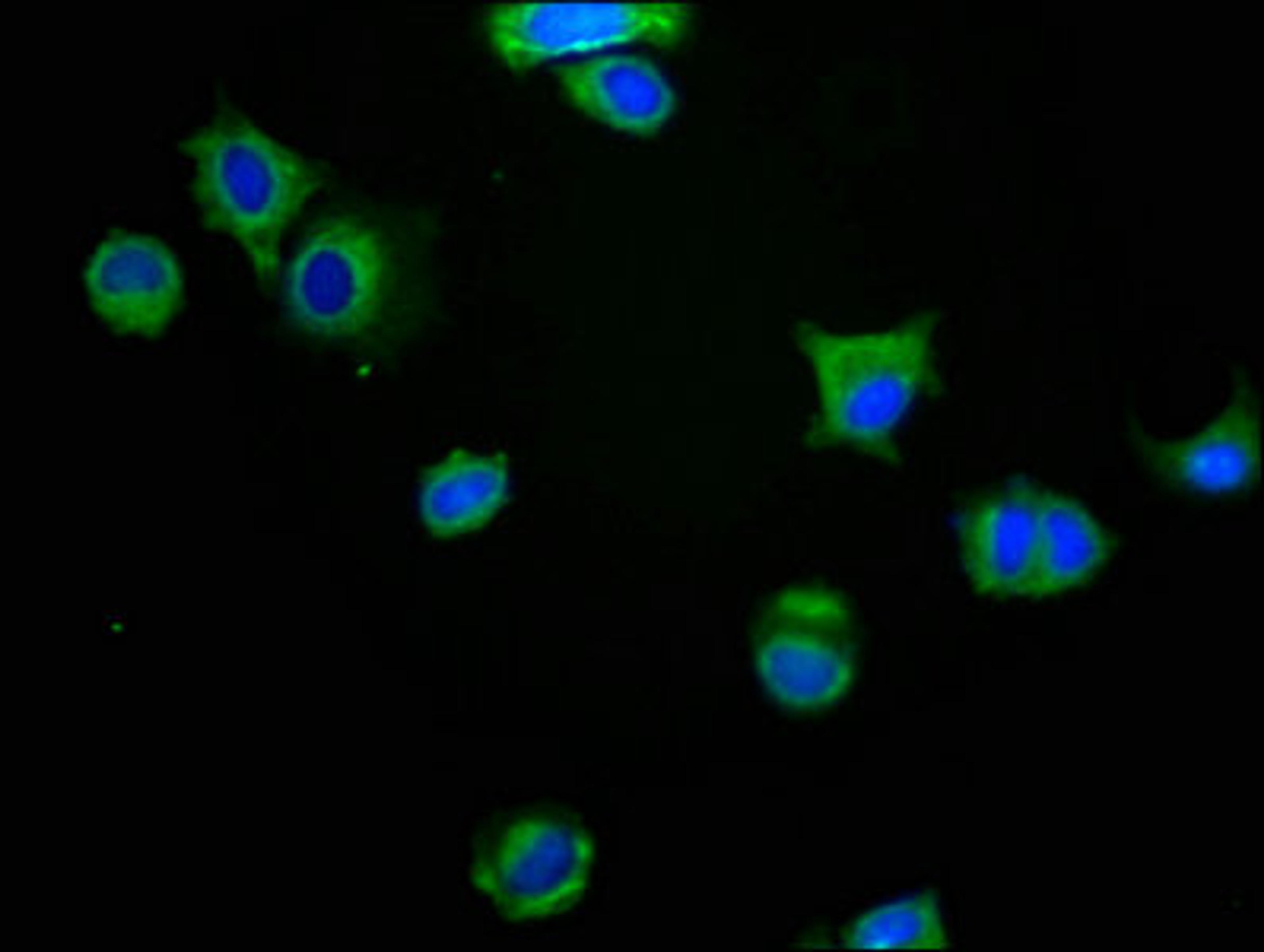Immunofluorescence staining of MCF-7 cells with CSB-PA013322LA01HU at 1:200, counter-stained with DAPI. The cells were fixed in 4% formaldehyde, permeabilized using 0.2% Triton X-100 and blocked in 10% normal Goat Serum. The cells were then incubated with the antibody overnight at 4&deg;C. The secondary antibody was Alexa Fluor 488-congugated AffiniPure Goat Anti-Rabbit IgG(H+L).