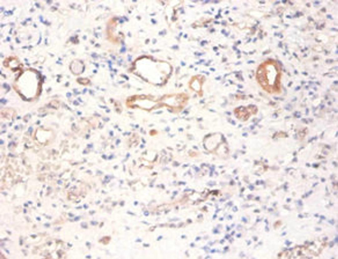 Immunohistochemistry of paraffin-embedded human kidney tissue using CSB-PA02949A0Rb at dilution of 1:100