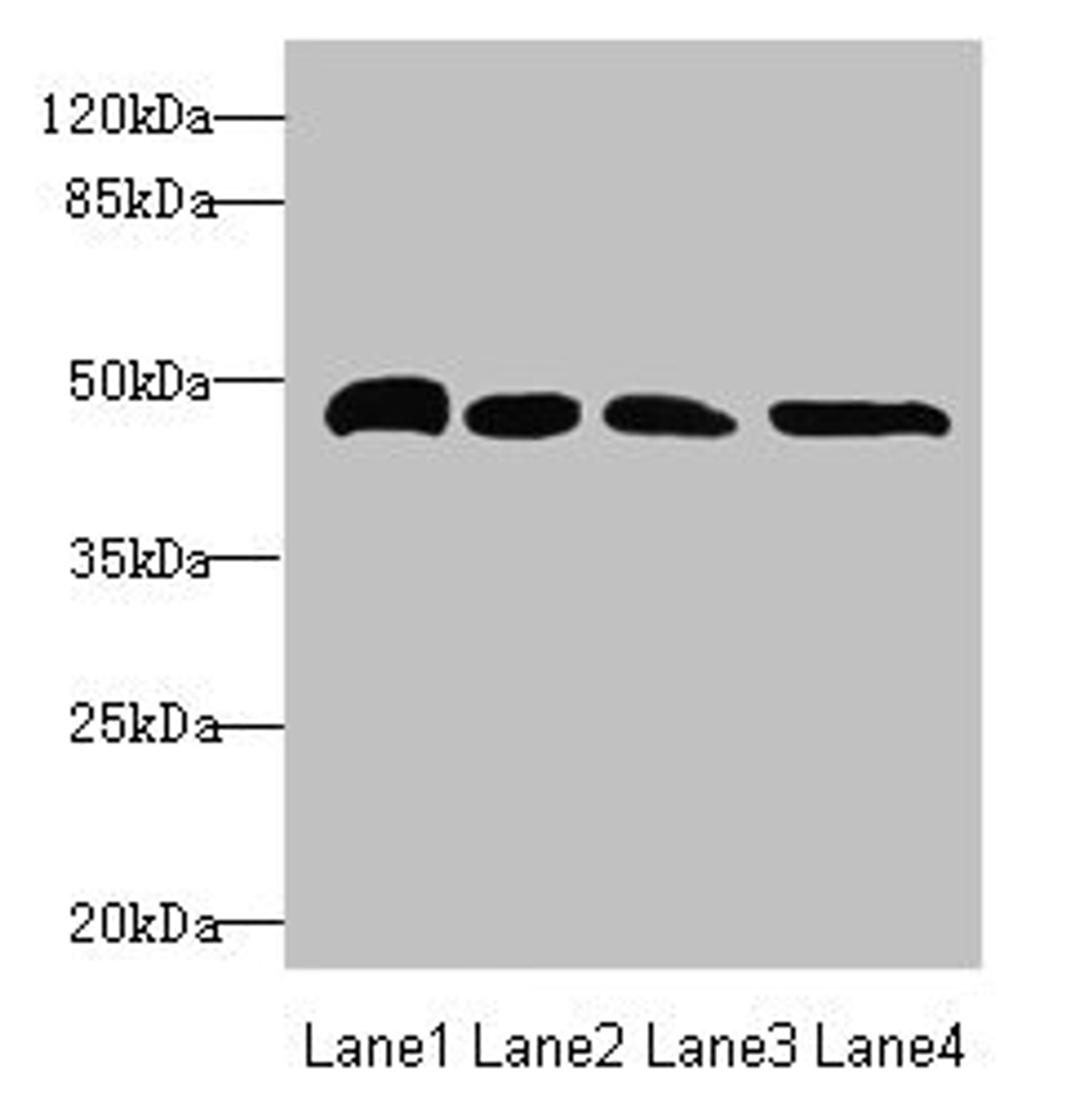 Western blot. All lanes: TXNDC5 antibody at 5.75µg/ml. Lane 1: HepG2 whole cell lysate. Lane 2: Colo320 whole cell lysate. Lane 3: Mouse brain tissue. Lane 4: Mouse stomach tissue. Secondary. Goat polyclonal to rabbit IgG at 1/10000 dilution. Predicted band size: 48, 37 kDa. Observed band size: 48 kDa
