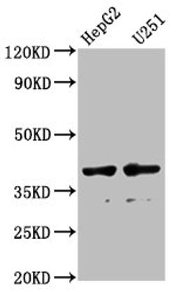 Western Blot. Positive WB detected in: HepG2 whole cell lysate, U251 whole cell lysate. All lanes: AMBP antibody at 1:1000. Secondary. Goat polyclonal to rabbit IgG at 1/50000 dilution. Predicted band size: 39 kDa. Observed band size: 39 kDa