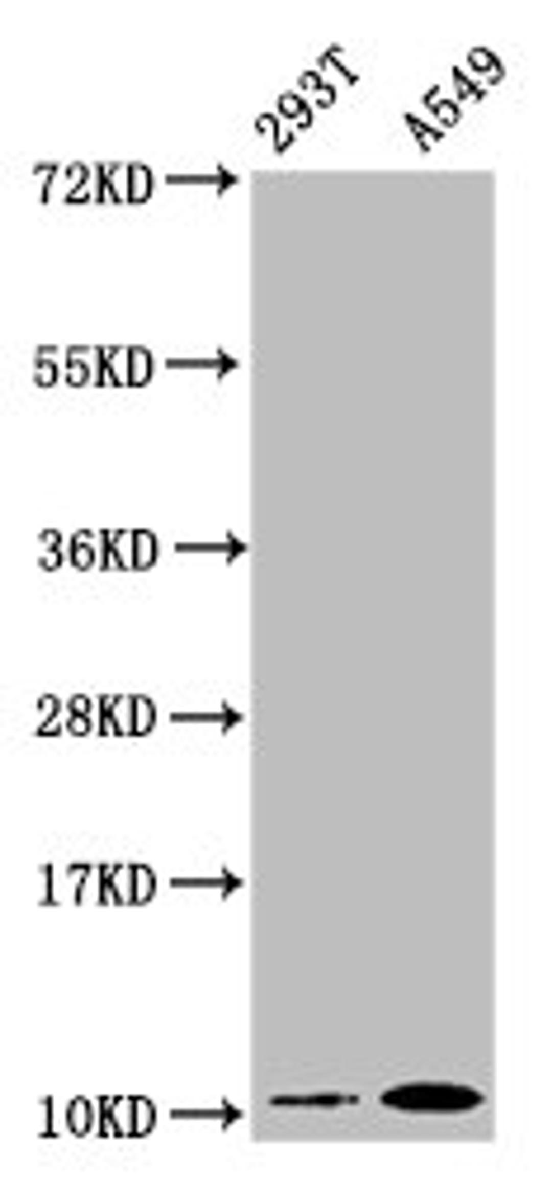 Western Blot. Positive WB detected in: 293T whole cell lysate, A549 whole cell lysate. All lanes: Apolipoprotein A II antibody at 0.87μg/ml. Secondary. Goat polyclonal to rabbit IgG at 1/50000 dilution. Predicted band size: 12 KDa. Observed band size: 12 KDa. 