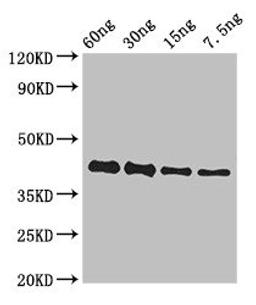 Western Blot. Positive WB detected in Recombinant protein. All lanes: GP antibody at 3ug/ml. Secondary. Goat polyclonal to rabbit IgG at 1/50000 dilution. predicted band size: 42 kDa. observed band size: 42 kDa. 