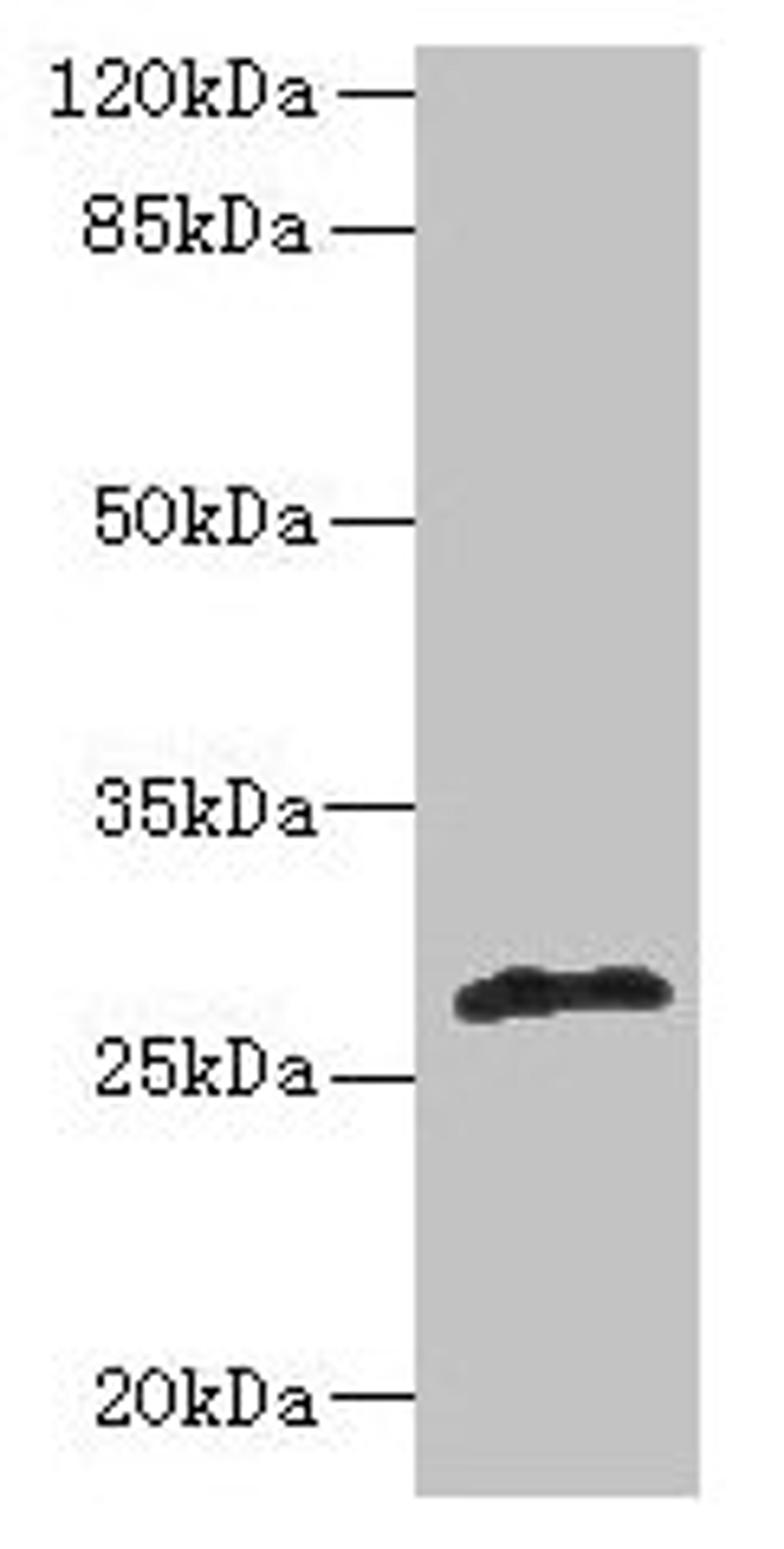 Western blot. All lanes: fabI antibody at 5µg/ml + Mouse heart tissue. Secondary. Goat polyclonal to rabbit IgG at 1/10000 dilution. Predicted band size: 28 kDa. Observed band size: 28 kDa