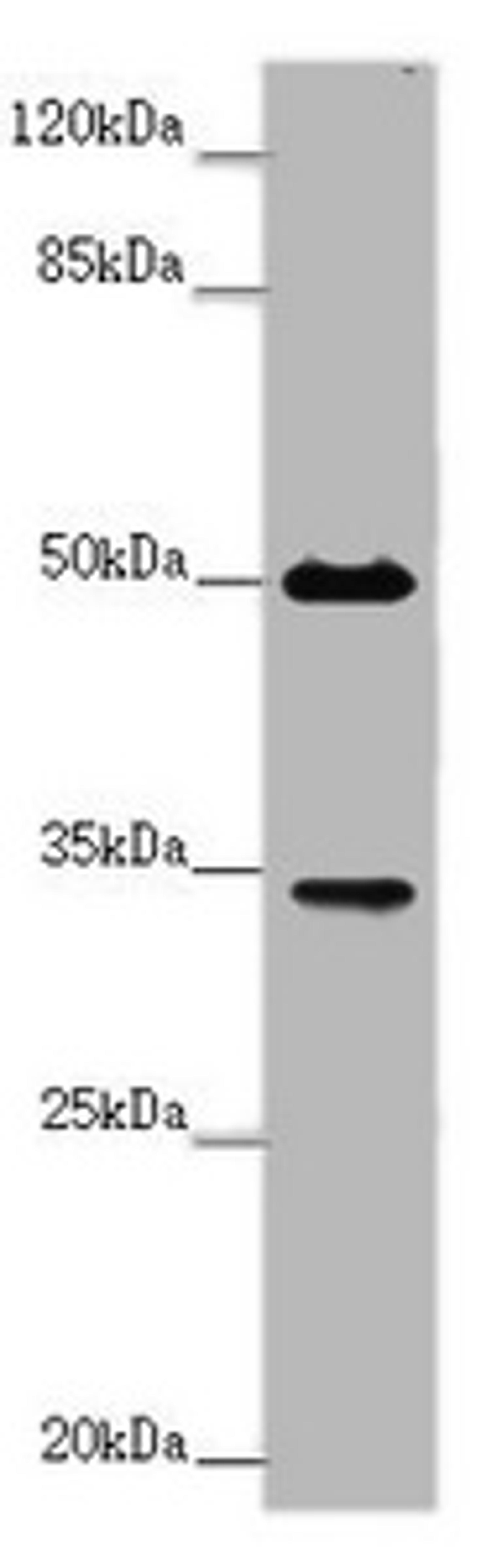 Western blot. All lanes: FCGR2B antibody at 2 ug/ml + Mouse liver tissue. Secondary. Goat polyclonal to rabbit IgG at 1/10000 dilution. Predicted band size: 35, 32, 34 kDa. Observed band size: 35, 50 kDa. 