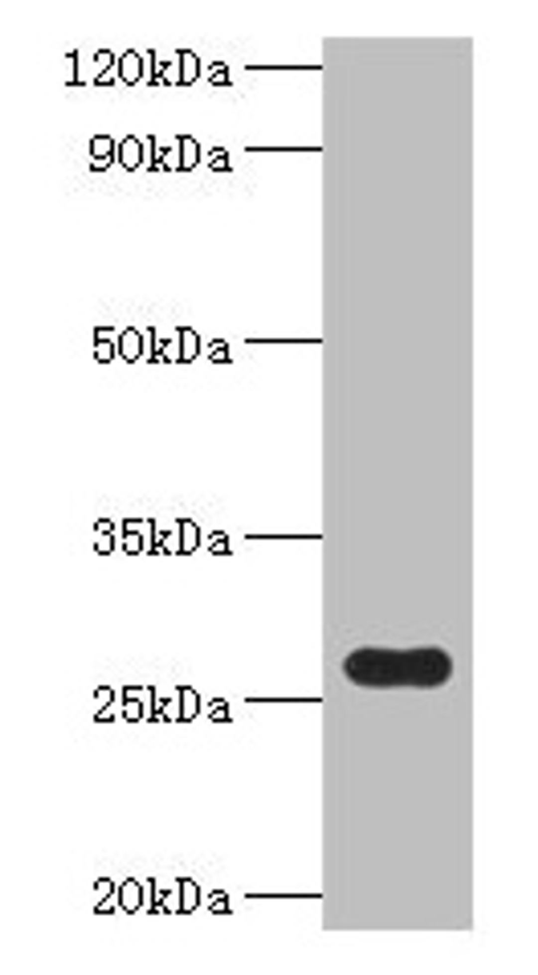 Western blot. All lanes: fre antibody at 2µg/ml + DH5a whole cell lysate. Secondary. Goat polyclonal to rabbit IgG at 1/10000 dilution. Predicted band size: 27 kDa. Observed band size: 27 kDa