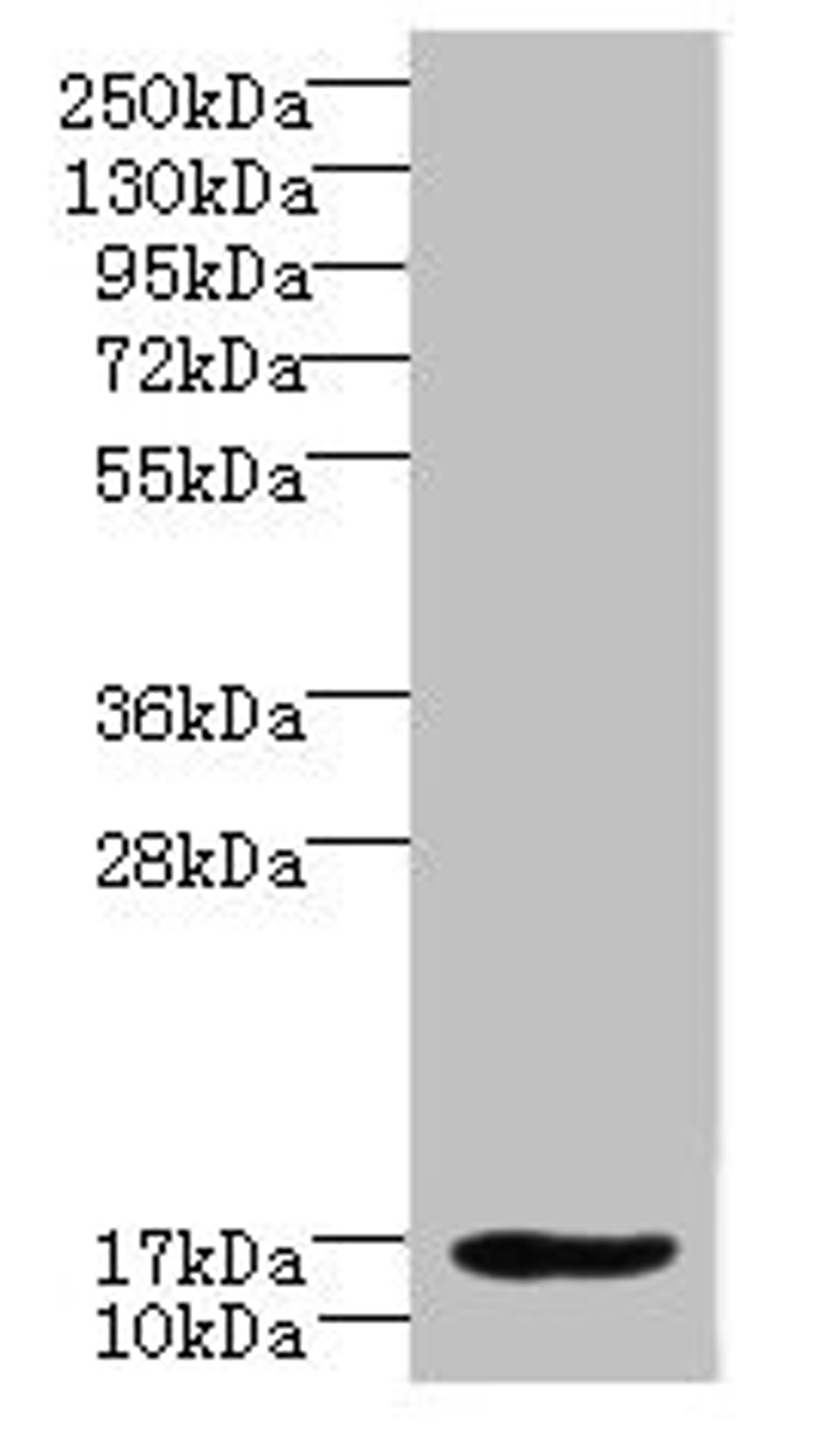 Western blot. All lanes: LMO3 antibody at 6µg/ml + Hela whole cell lysate. Secondary. Goat polyclonal to rabbit IgG at 1/10000 dilution. Predicted band size: 17, 20, 18, 19 kDa. Observed band size: 17 kDa