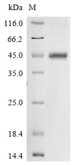 (Tris-Glycine gel) Discontinuous SDS-PAGE (reduced) with 5% enrichment gel and 15% separation gel.