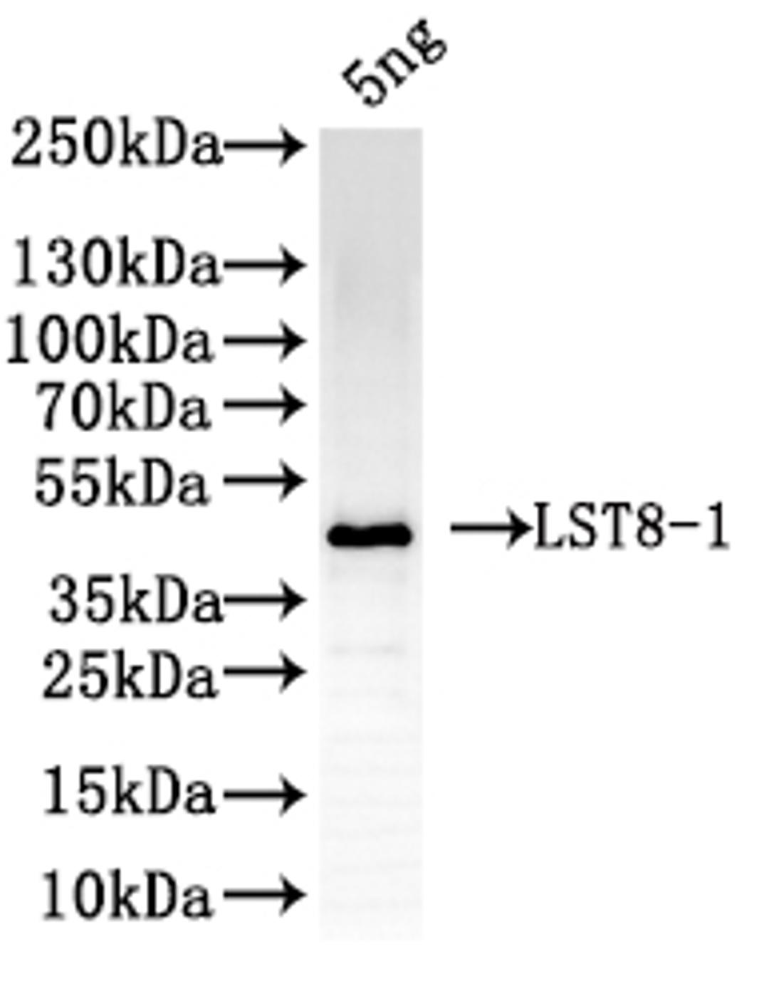Western Blot. Positive WB detected in: recombinant protein. All lanes: LST8-1Antibody at 1:1000. Secondary. Goat polyclonal to rabbit IgG at 1/50000 dilution. Predicted band size: 42 kDa. Observed band size: 42 kDa. 