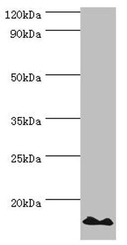 Western blot. All lanes: DNA-directed RNA polymerases I and III subunit RPAC2 antibody at 10ug/ml + Jurkat whole cell lysate. Secondary. Goat polyclonal to rabbit IgG at 1/10000 dilution. Predicted band size: 16, 15 kDa. Observed band size: 16 kDa. 