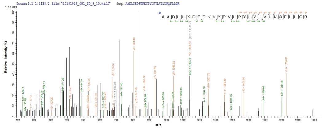 Based on the SEQUEST from database of E.coli host and target protein, the LC-MS/MS Analysis result of CSB-EP843329HU could indicate that this peptide derived from E.coli-expressed Homo sapiens (Human) TENT4B.