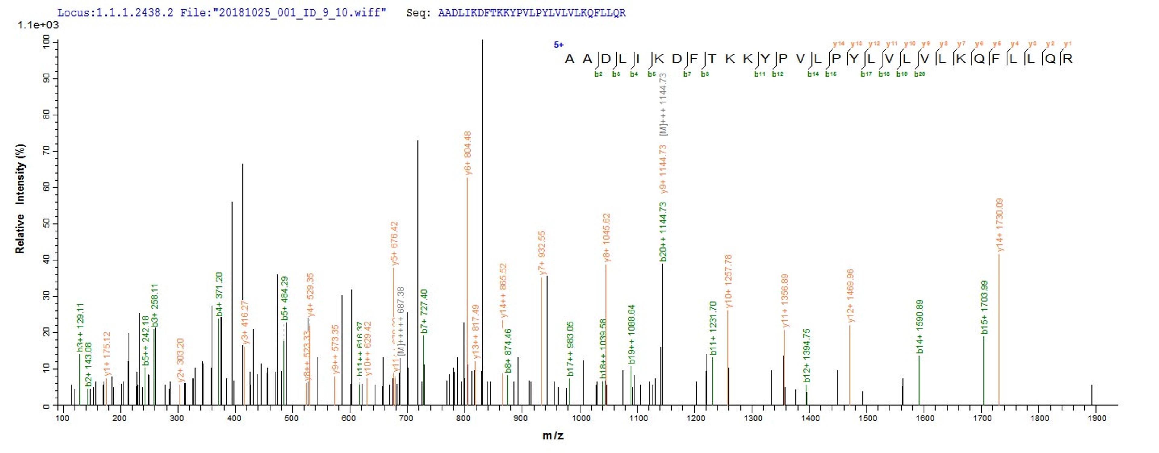Based on the SEQUEST from database of E.coli host and target protein, the LC-MS/MS Analysis result of CSB-EP843329HU could indicate that this peptide derived from E.coli-expressed Homo sapiens (Human) TENT4B.