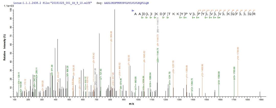 Based on the SEQUEST from database of E.coli host and target protein, the LC-MS/MS Analysis result of CSB-EP843329HU could indicate that this peptide derived from E.coli-expressed Homo sapiens (Human) TENT4B.