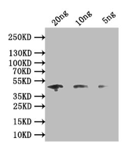 Western Blot. Positive WB detected in: recombinant protein. All lanes: map Antibody at 1:1000. Secondary. Goat polyclonal to rabbit IgG at 1/50000 dilution. Predicted band size: 45 kDa. Observed band size: 45 kDa. 