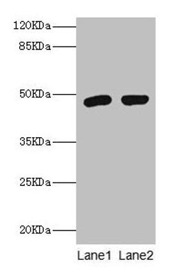 Western blot. All lanes: Fcmr antibody at 2µg/ml. Lane 1: Rat spleen tissue. Lane 2: Rat kidney tissue. Secondary. Goat polyclonal to rabbit IgG at 1/10000 dilution. Predicted band size: 48 kDa. Observed band size: 48 kDa