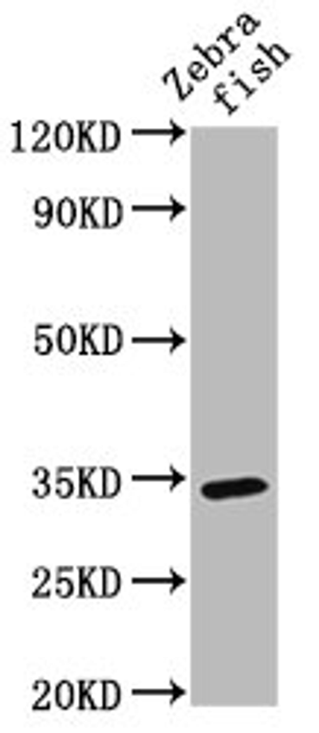 Western Blot. Positive WB detected in: Zebrafish tissue. All lanes: SDR antibody at 3ug/ml. Secondary. Goat polyclonal to rabbit IgG at 1/50000 dilution. Predicted band size: 34 kDa. Observed band size: 34 kDa. 