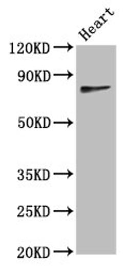 Western Blot. Positive WB detected in: Mouse heart tissue. All lanes: TWNK antibody at 4.4ug/ml. Secondary. Goat polyclonal to rabbit IgG at 1/50000 dilution. Predicted band size: 78, 67, 61 kDa. Observed band size: 78 kDa. 