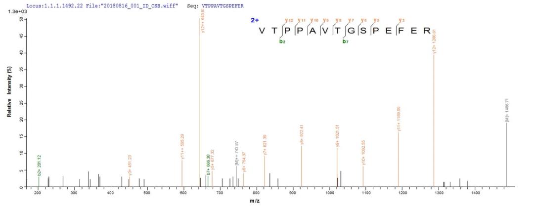 Based on the SEQUEST from database of E.coli host and target protein, the LC-MS/MS Analysis result of CSB-CF013792HU could indicate that this peptide derived from E.coli-expressed Recombinant Human Microsomal glutathione S-transferase 2(MGST2) MGST2.