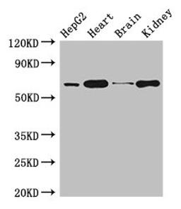 Western Blot. Positive WB detected in: HepG2 whole cell lysate, Mouse heart tissue, Mouse brain tissue, Mouse kidney tissue. All lanes: HNRNPL antibody at 3µg/ml. Secondary. Goat polyclonal to rabbit IgG at 1/50000 dilution. Predicted band size: 65, 51 kDa. Observed band size: 65 kDa