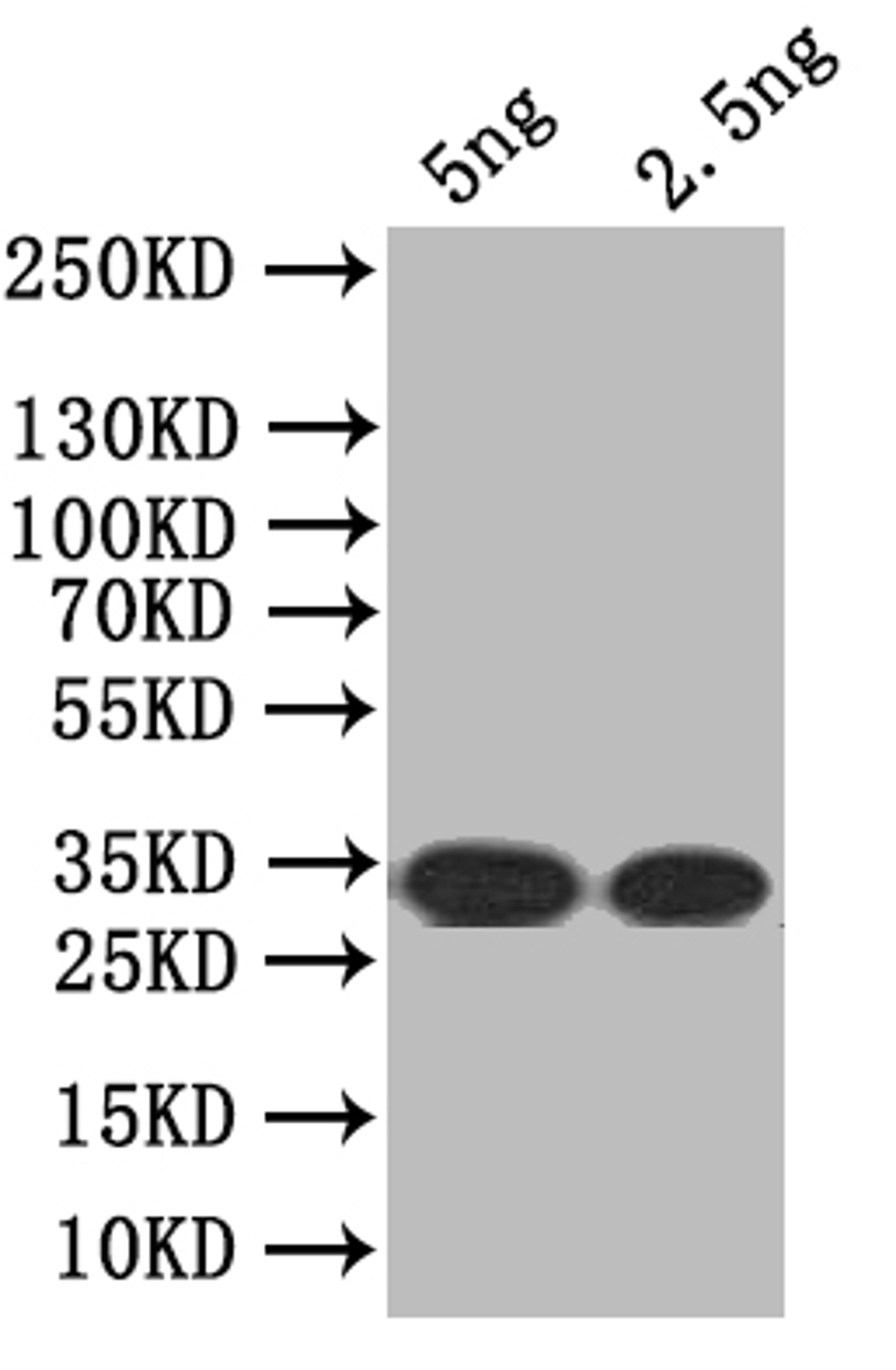 Western Blot. Positive WB detected in: recombinant protein. All lanes: SEC16 Antibody at 1:1000. Secondary. Goat polyclonal to rabbit IgG at 1/50000 dilution. Predicted band size: 34 kDa. Observed band size: 34 kDa.