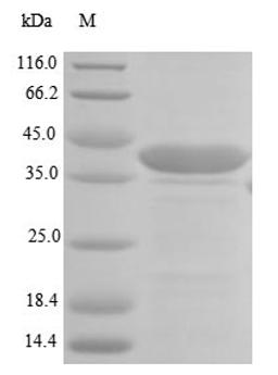 (Tris-Glycine gel) Discontinuous SDS-PAGE (reduced) with 5% enrichment gel and 15% separation gel.